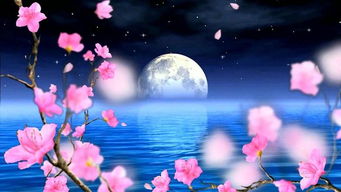 夜香木兰，幽香四溢