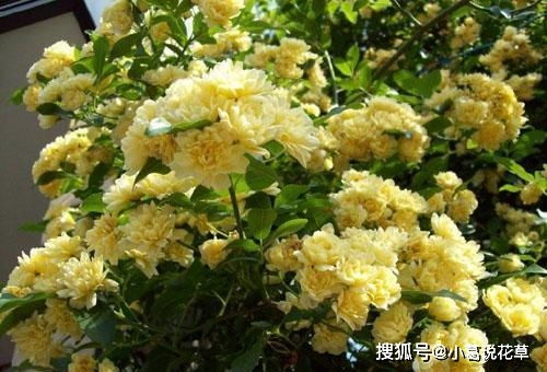 木香花在什么月份种植最为适宜？木香种植的最佳时间和方法是什么