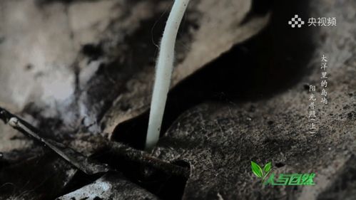 养分的小船，水的海洋