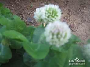 问题一：浇水问题