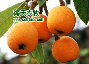 陕西的枇杷品种大揭秘