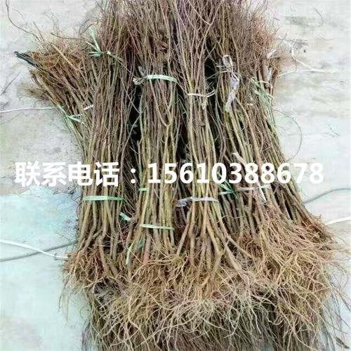 石榴苗除草剂，喷洒学问大着呢！
