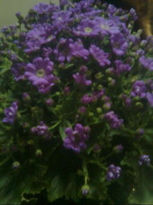 落新妇：夏天的神秘访客