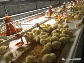 科学分群，精准养殖