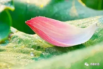 荷花泥土怎么做？如何提取其中的精华成分
