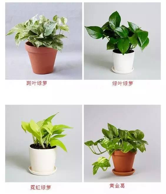 绿萝品种分类：从叶子说起