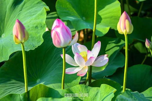 莲花发芽后如何种植