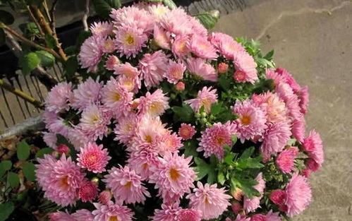 月菊花怎么养长得好？高手教你几招