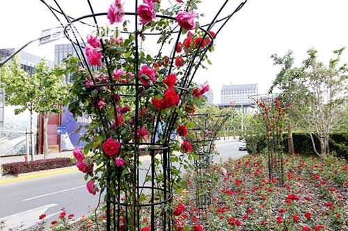 自然条件， 月季之友