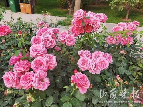 太原城，月季花开，香满全城