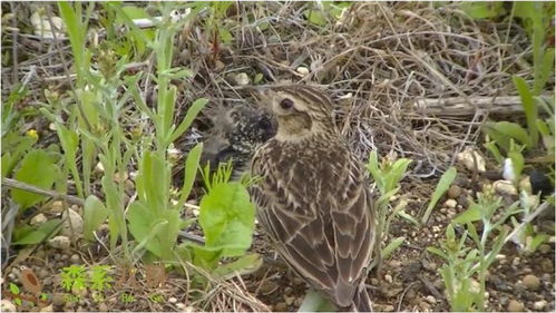 鸟窝选址：如何让鸟儿安心筑巢