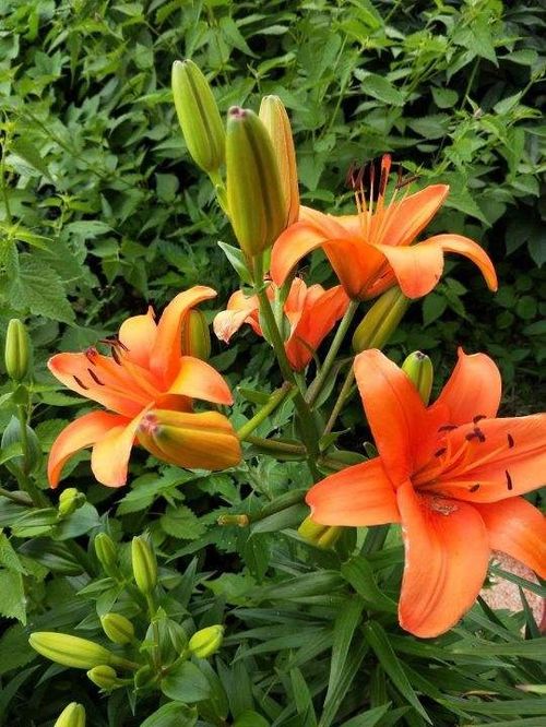 韩国国花“菊花”美得令人惊叹，这花到底有多美