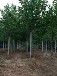 北方干旱地区适宜种植的灌木苗木推荐