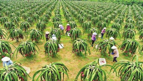 种它，嫩赚钱吗？