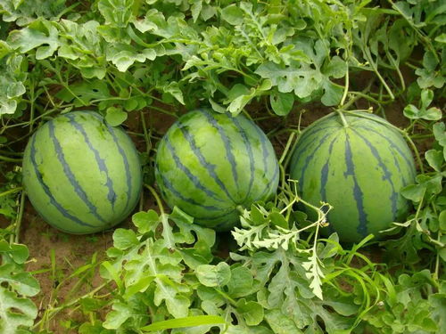 西瓜地打完除草剂后多久Neng再种新苗？