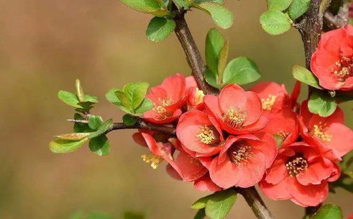 春花不标准，是气候、土壤还是病虫害在捣鬼？