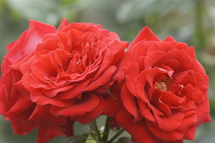 花儿中的文化， 文明的见证