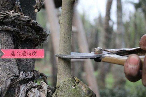林木嫁接怎么做？掌握技巧