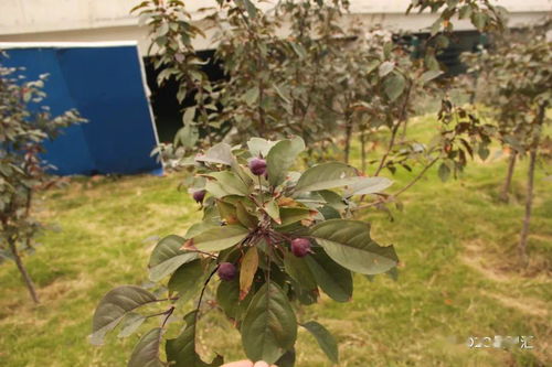 土壤不好，树木长不好