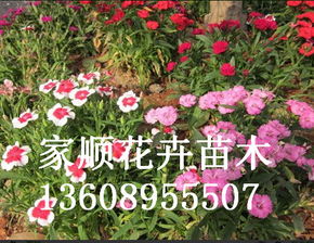 花卉苗木生长中的“长弯”现象解析