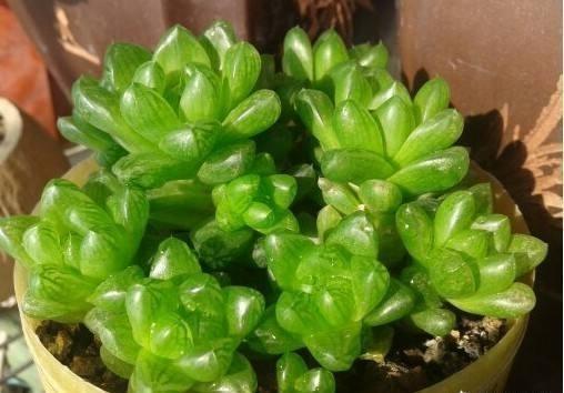 多肉植物与水分