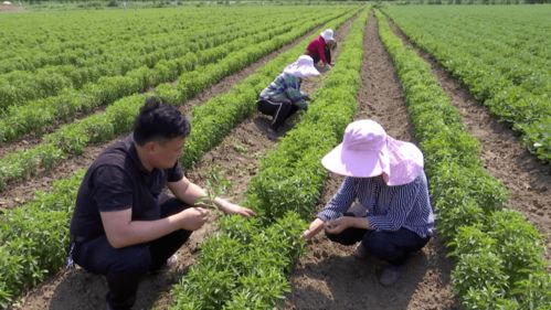 湖北十堰合作社的创新模式：保底回收协议， 种植风险降低41%