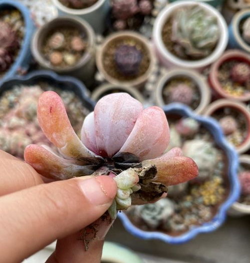 想学多肉拼盘技巧？小白变高手