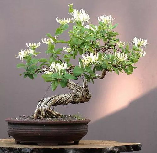金银花盆栽养殖时如何正确修剪枝叶以促进其生长和开花