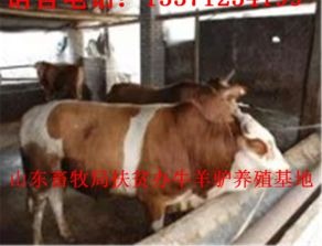 养殖场负责人必盯关键牲畜数据