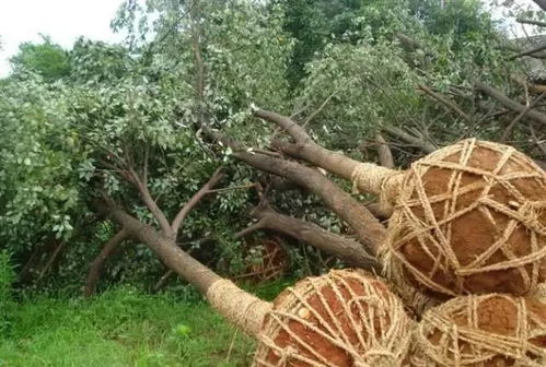 「茶油苗」3-5公分胸径油茶绿化移栽，如何提高成活率？
