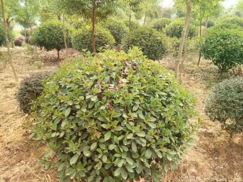 红叶石楠的冠径：怎么量呢？