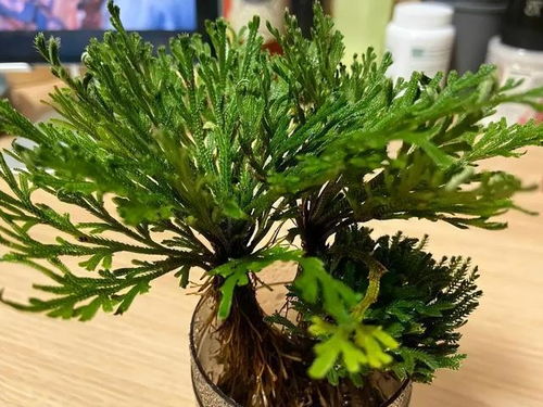 卷柏的种植技巧，让你轻松成为养花高手！