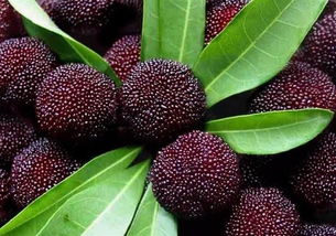 杨梅种子催芽，温度差1℃就烂根？揭秘老果农的三大控温绝招