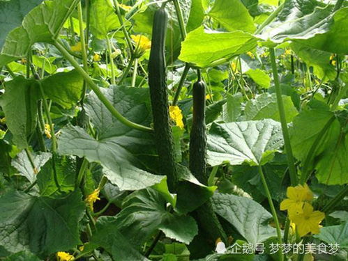 如何种植池塘蔬菜？