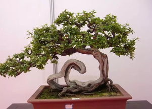 朽木盆景处理：去除腐朽