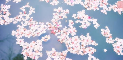 “紫色风信子，神秘浪漫