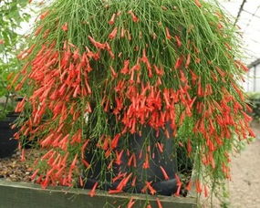 适合北方地区种植的草本花品种