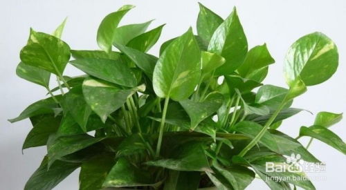 卧室放绿萝好？这几种植物好看又好养