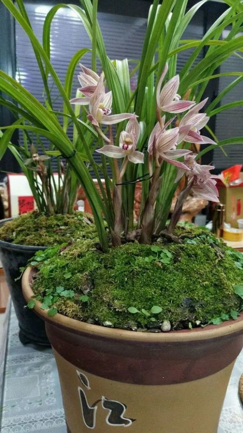 兰花春天浇水方法是什么？春季兰花适宜的浇水方式是怎样的