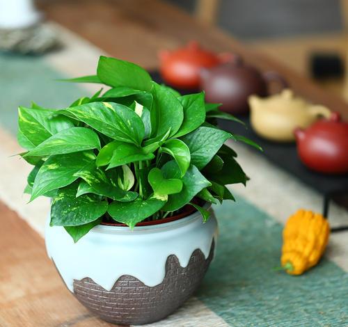 冬季换盆的奥秘