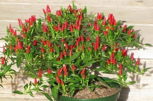 苗床准备与种子处理