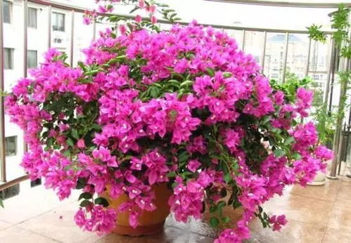 北方冬季如何给花保暖？室内温度适宜吗