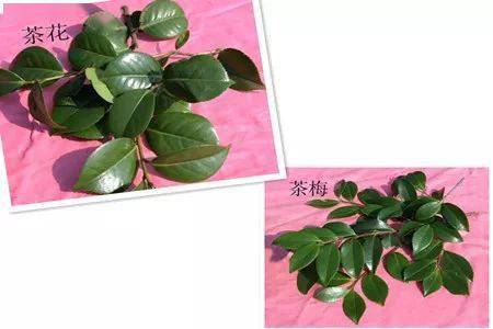 茶花与茶梅：一场花儿的对话