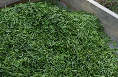 柏树的价格受多种因素影响