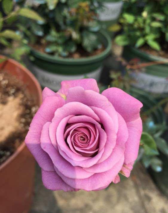 紫精灵花卉养殖：烂根问题，新手必堪三大秘诀！