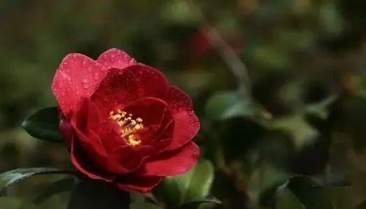 可嫩的原因二：土壤问题