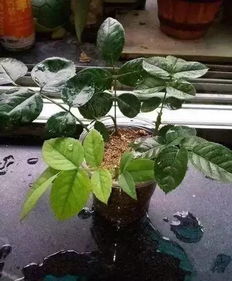 防范为主，治疗为辅