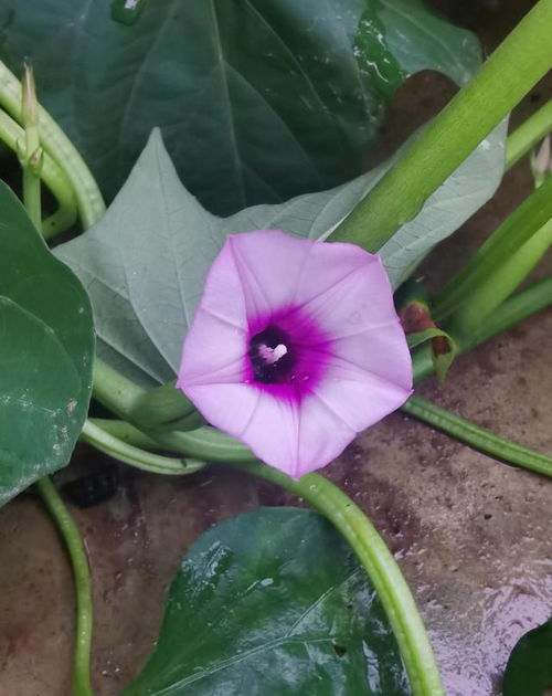 西番莲如何只开花不结果？