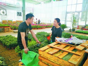 金奇树花卉中心选购指南：新手如何挑选优质花卉？