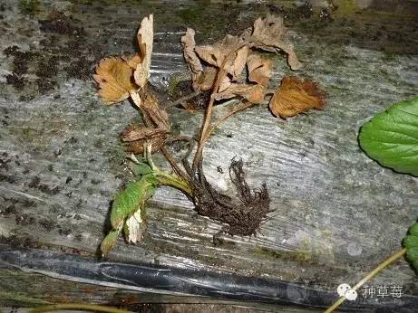 发财树根腐病如何有效预防？